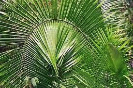 palm branches