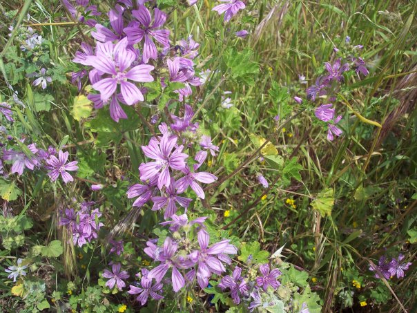 purple flowers