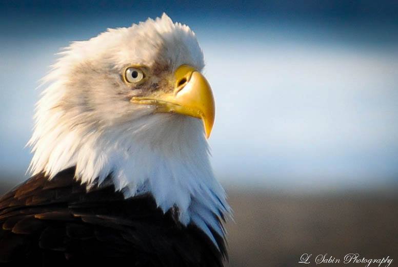 eagle